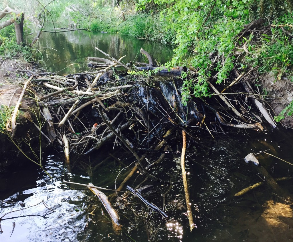 BEng: Bachelor in Beaver Engineering. 